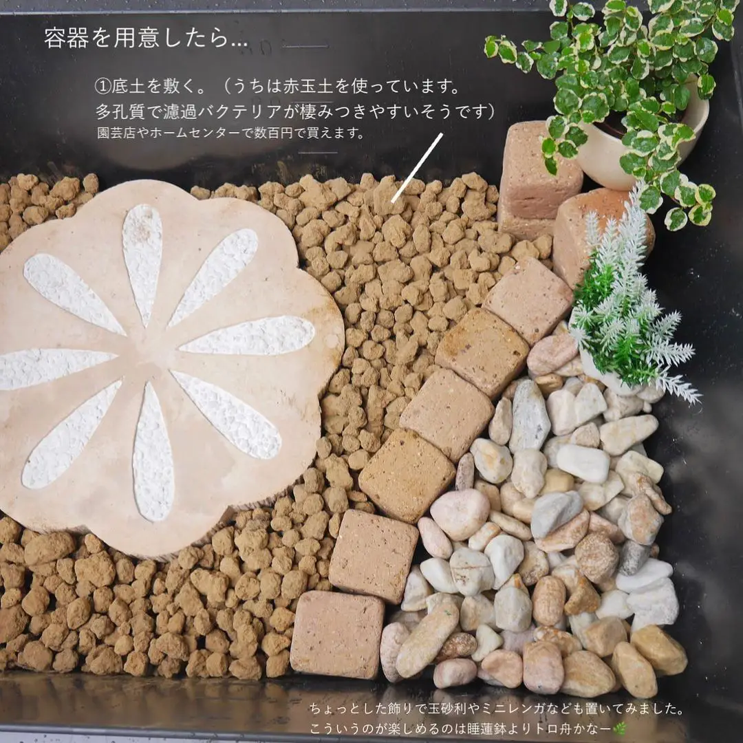 メダカビオトープ Lemon8