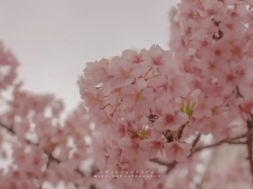 🌸東京スカイツリー×桜のコラボ❣️映えスポット！の画像 (2枚目)