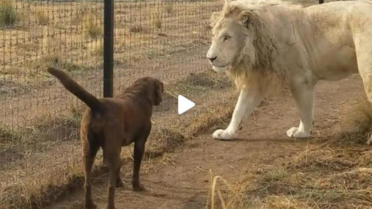犬がライオンの赤ちゃんを育てて3年後に出会うと 犬がライオンの赤ちゃんを育てて3年後に出会うと