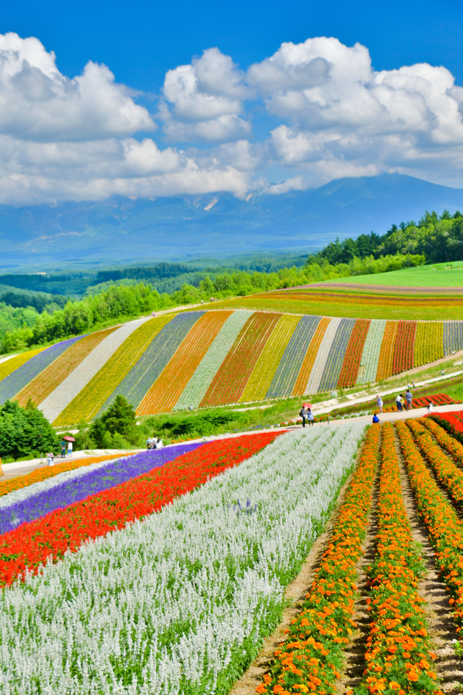 北海道 夏のカラフル 虹色花畑 四季彩の丘 Erika5ankoが投稿したフォトブック Sharee
