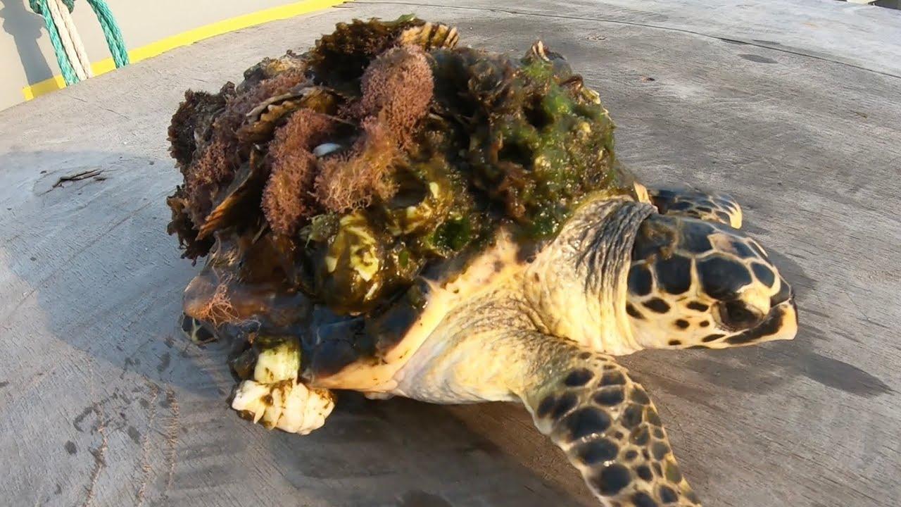 背中に色々背負って重たそうなカメ 取ってあげたら まさかの事態に 癒し
