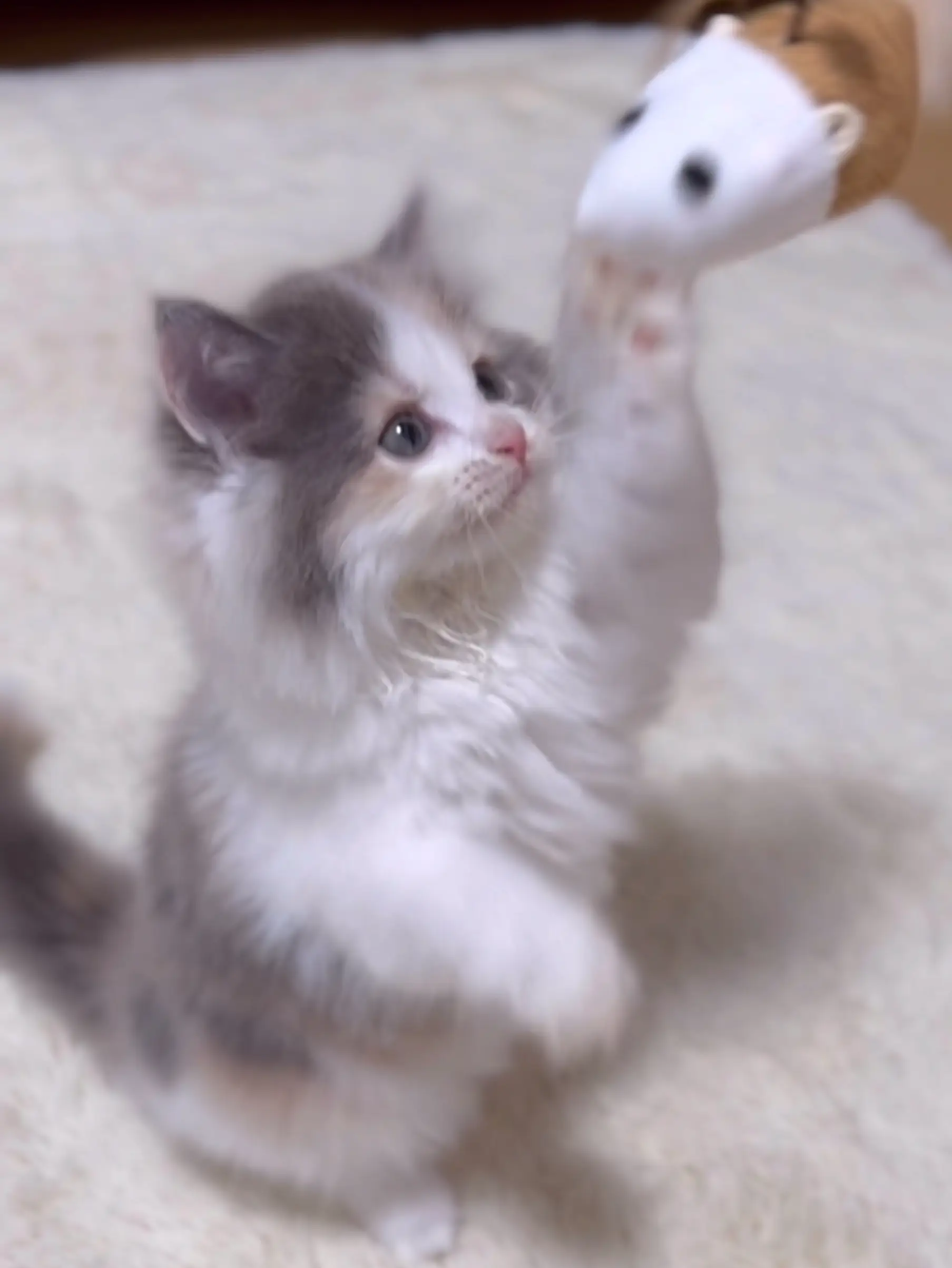 猫パンチに関する最新の人気投稿 Lemon8