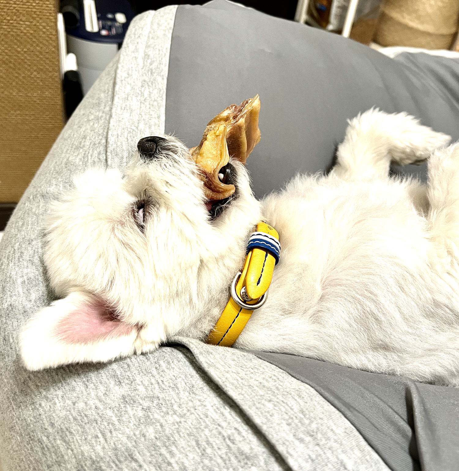 豚耳を咥えたまま 白目をむいて寝るアトちゃん アトちゃんが投稿したフォトブック Lemon8