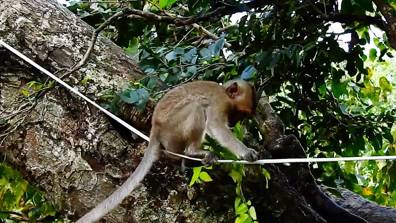 猿が綱渡りしながら猿を容赦なく連れ回す 木の上まで連れていきヒドイ目に 癒し動物