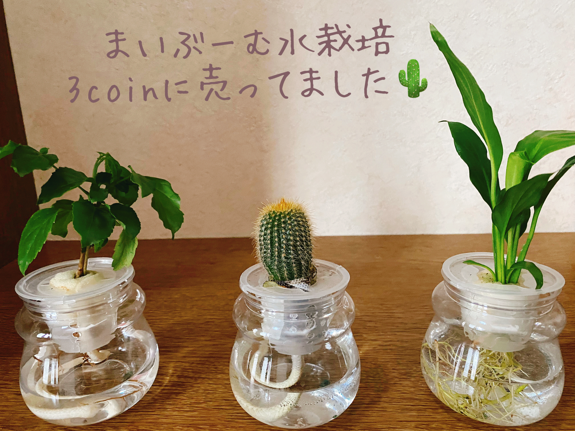 マイブーム 水栽培 Tomtonが投稿したフォトブック Lemon8