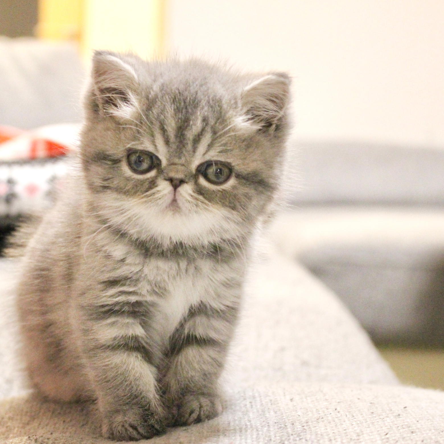 はじめまして エキゾチックショートヘアのななです ななこねこ日記が投稿したフォトブック Lemon8