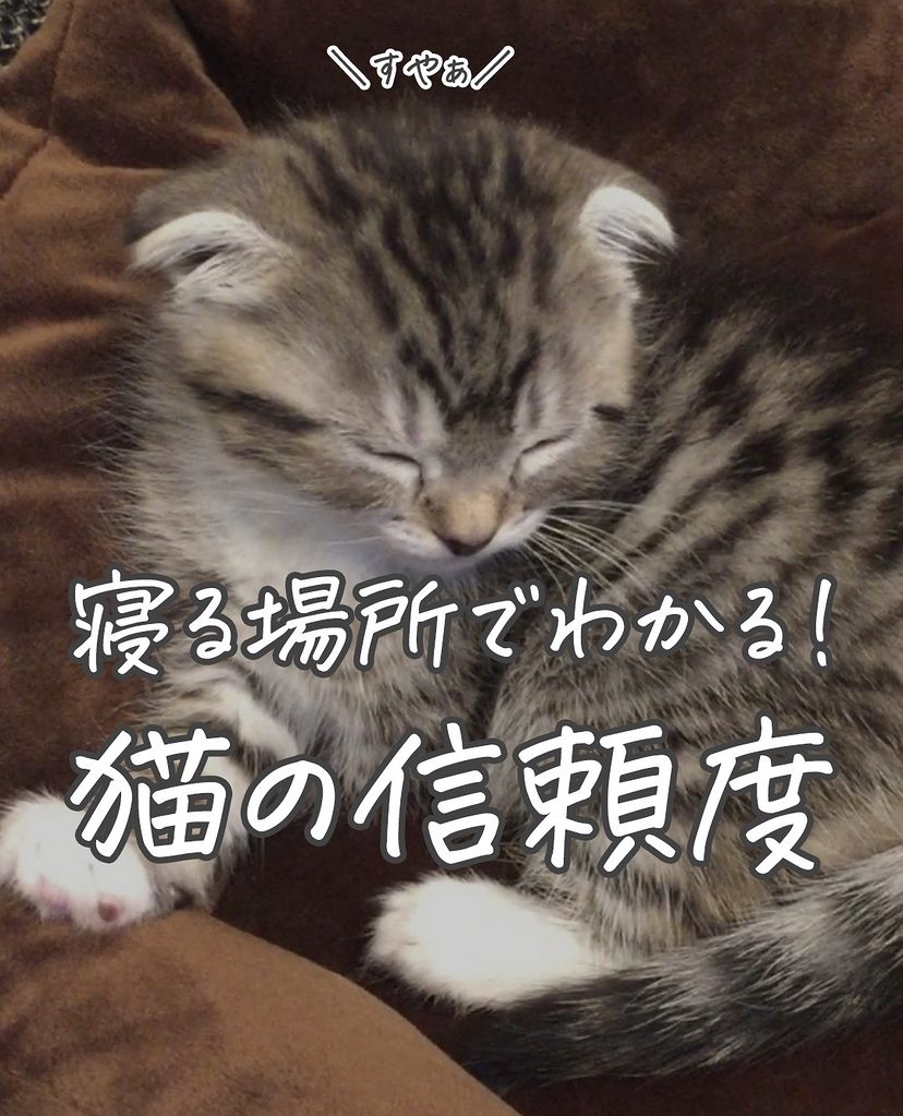 猫の寝る場所でわかる飼い主への信頼度診断 ねこぞー 猫のお役立ち情報が投稿したフォトブック Lemon8