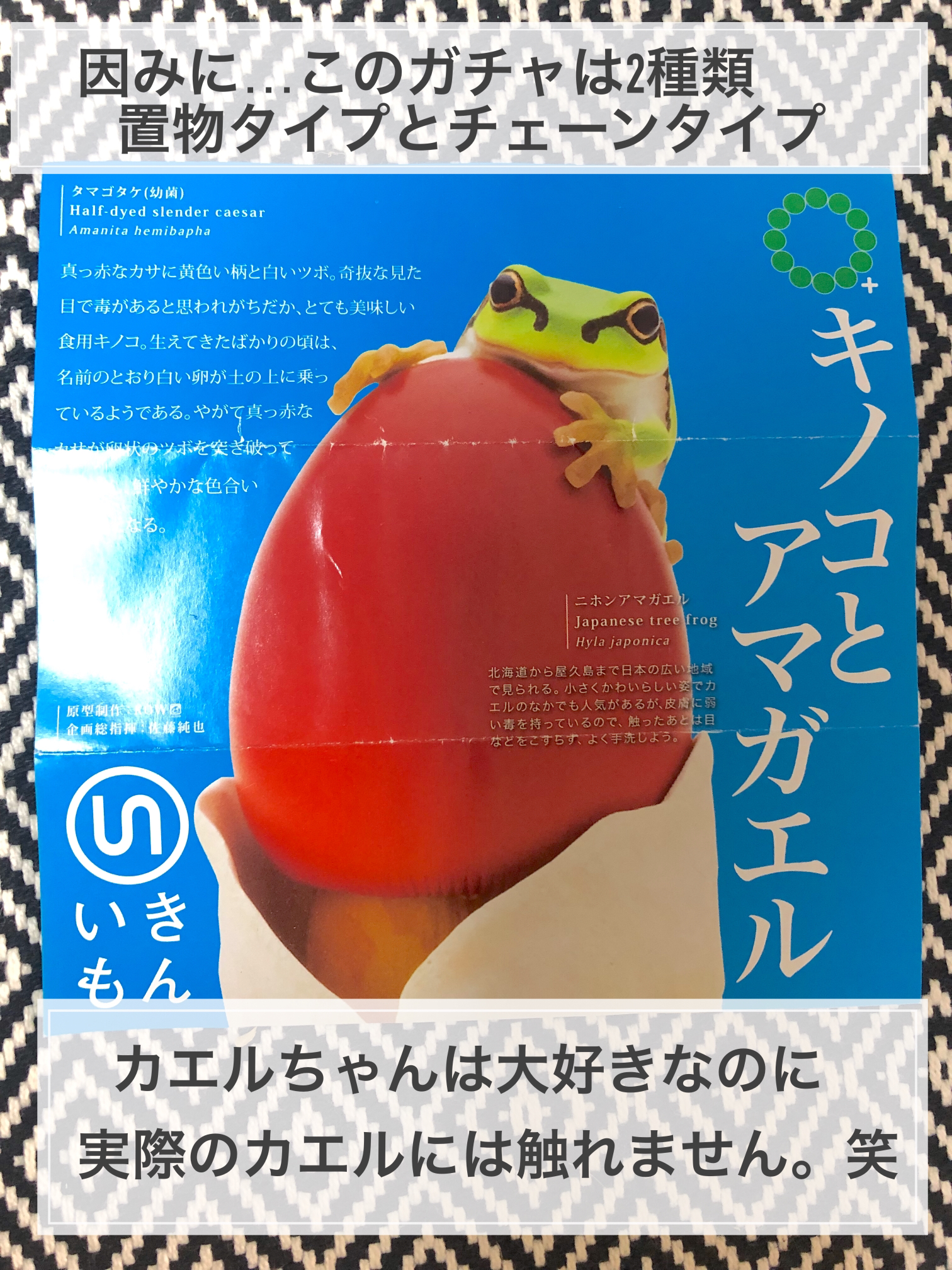 カエルさん達保護しました Seria Frog Meeが投稿したフォトブック Lemon8