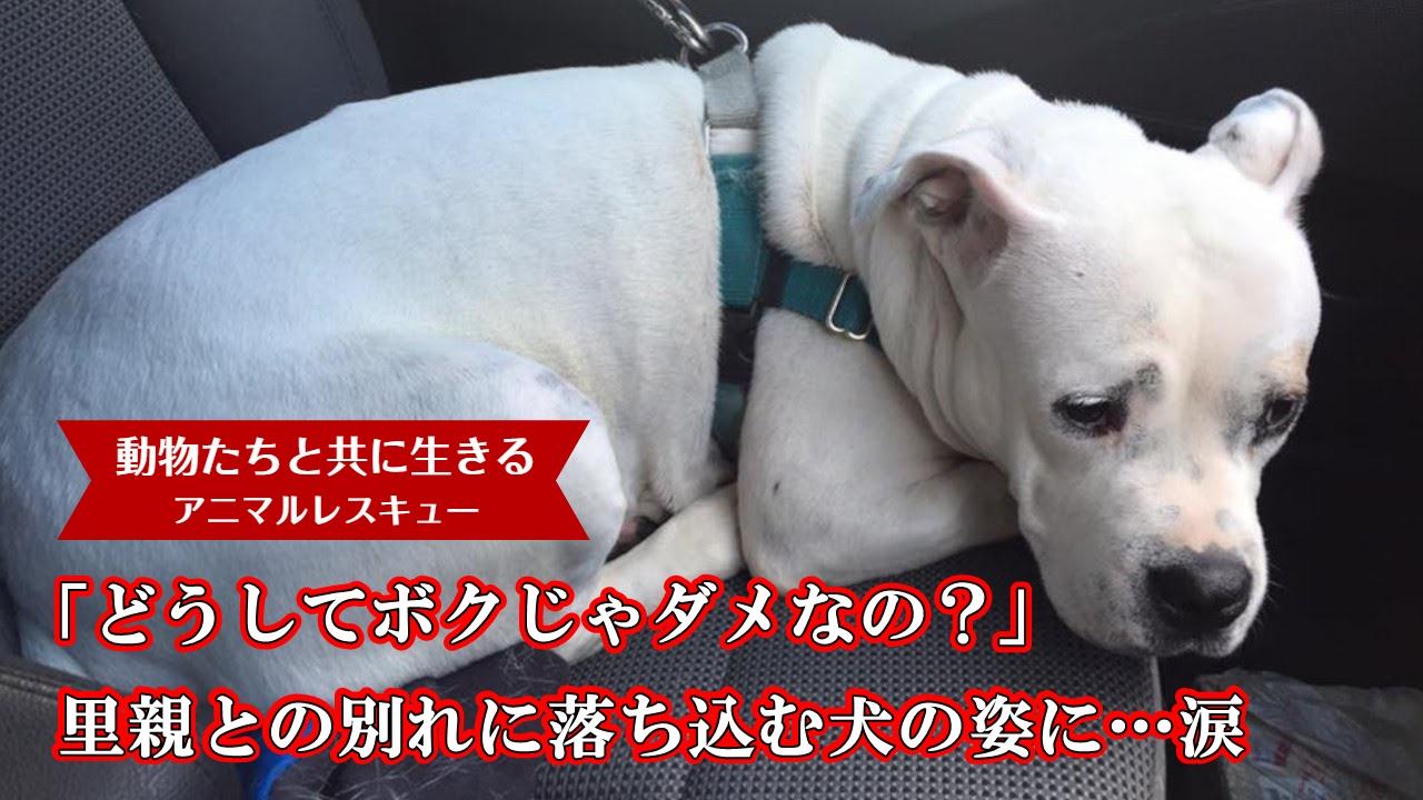 里親との別れを悲しむ犬 どうしてボクじゃダメなの 落ち込む犬の姿に 涙が溢れる