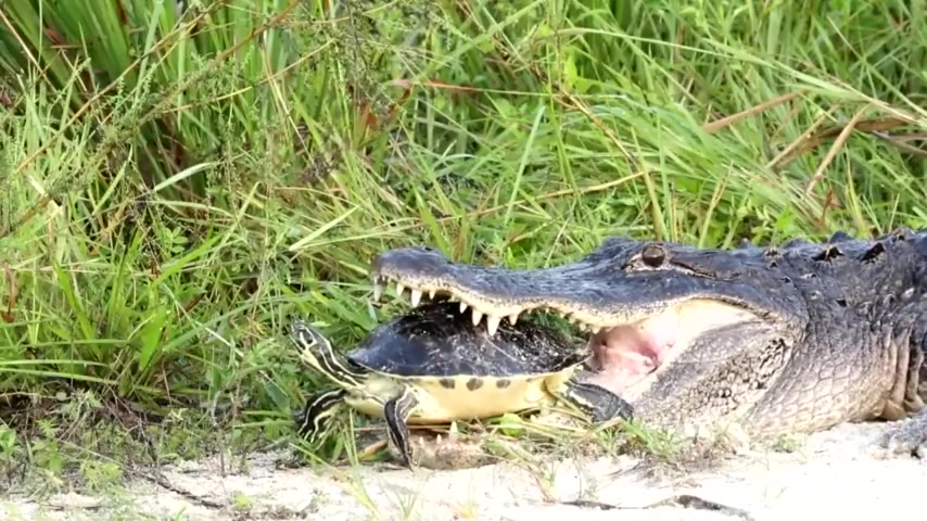 亀をバキバキ捕食するワニが エグ過ぎるw