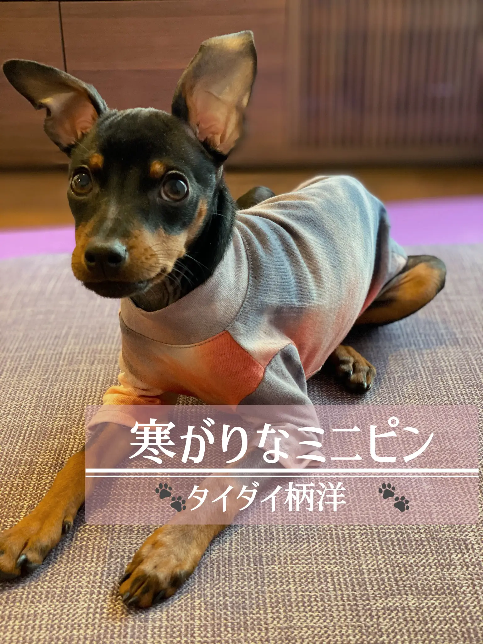 ミニピン タイダイ柄洋服 Mahoが投稿したフォトブック Lemon8 ミニピン タイダイ柄洋服 Mahoが投稿したフォトブック Lemon8
