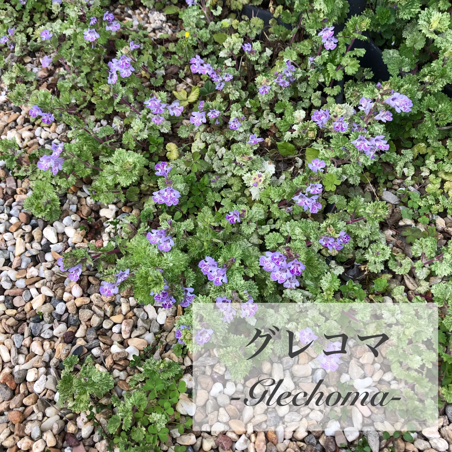 美しい斑 グレコマ ライムミント 小さな苗 １株 Dclnigeria Com