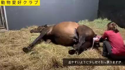 動物 出産シーンに感動する映像がこちら 赤ちゃんが出没までは苦しそうな馬