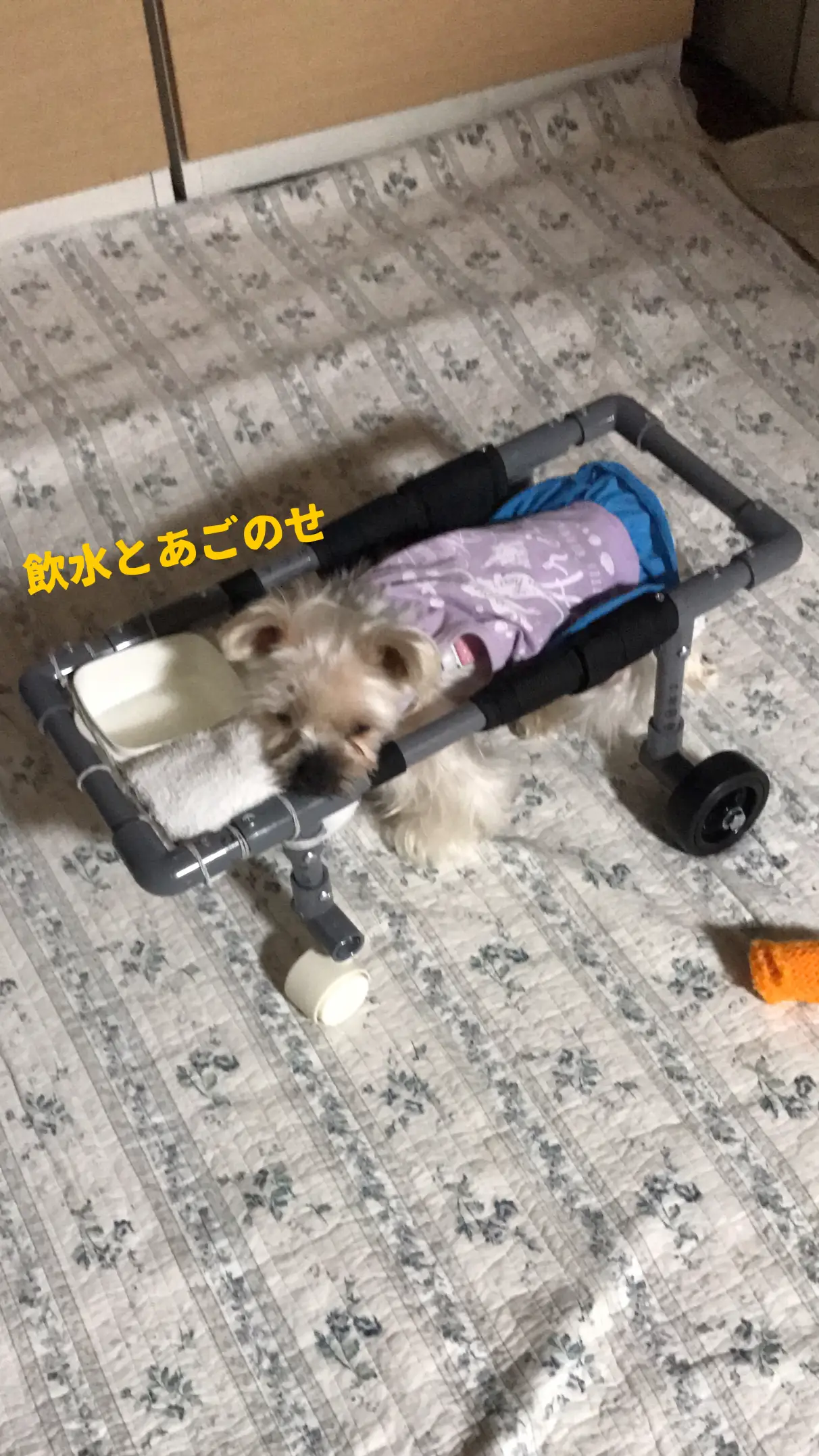 犬の車椅子 手作り 100均 Lemon8