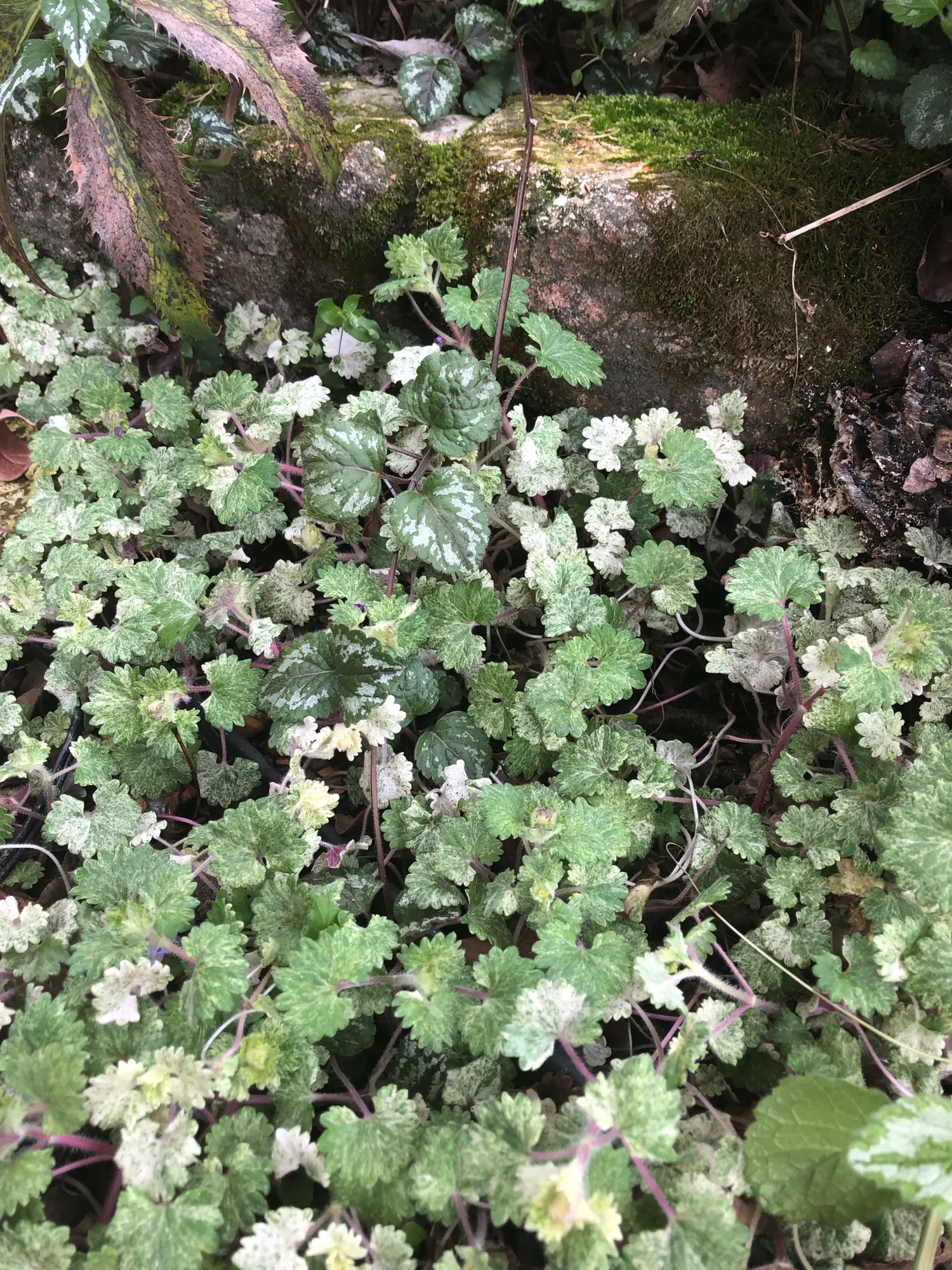 斑入りグレコマライムミント 庭のグランドカバーに M Gardenが投稿したフォトブック Lemon8