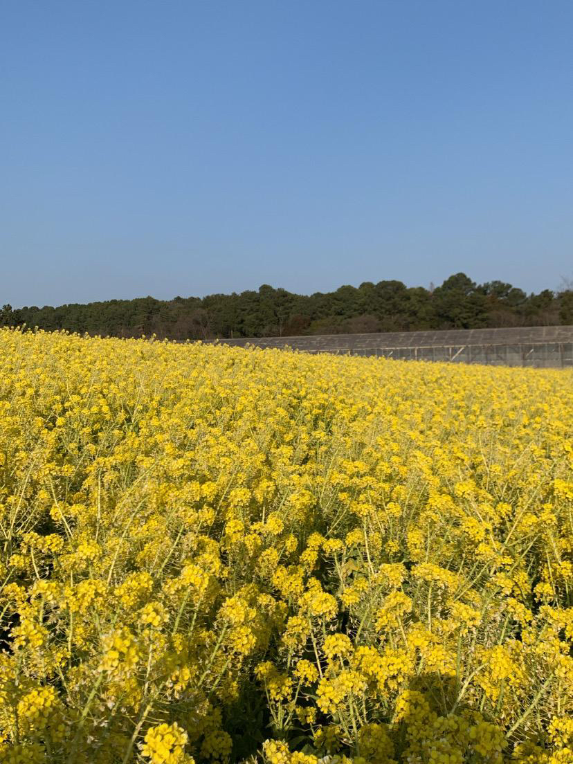 愛知牧場 菜の花畑 凜が投稿したフォトブック Lemon8