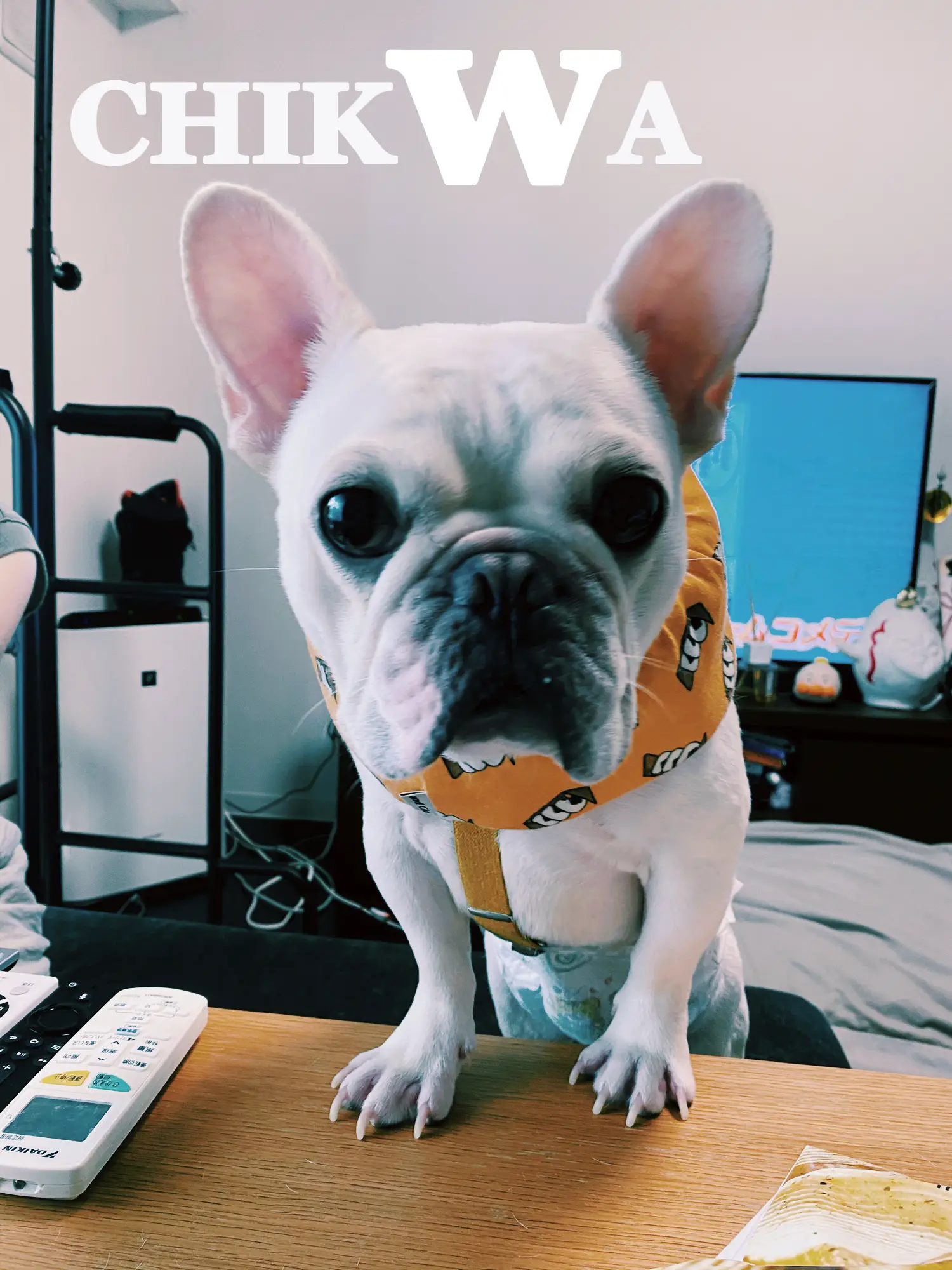 フレンチブルドッグのちくわです Yukisが投稿したフォトブック Lemon8