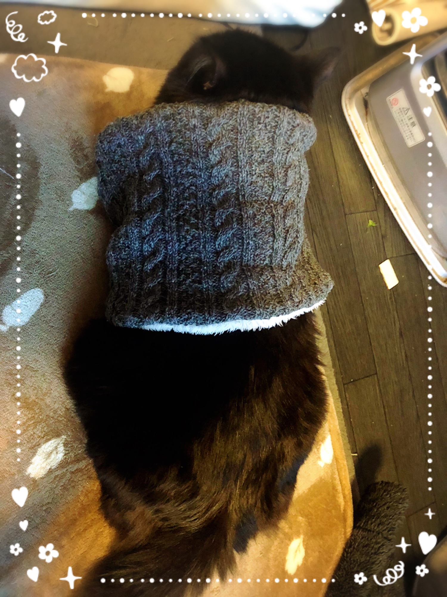 ネックウォーマーの正しい使い方だな マドマド 猫との生活が投稿したフォトブック Lemon8