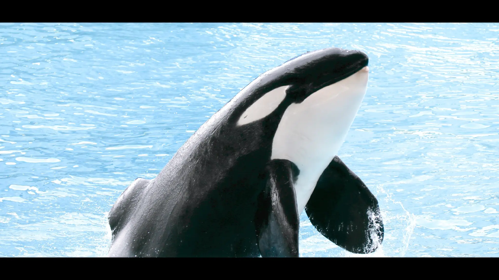 水族館の撮り方 イルカショー編 ゆう あ高写真部が投稿した記事 Lemon8