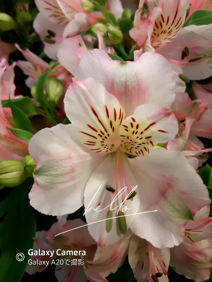 アストロメリア花言葉 まさみ63が投稿したフォトブック Lemon8 アストロメリア花言葉 まさみ63が投稿したフォトブック Lemon8