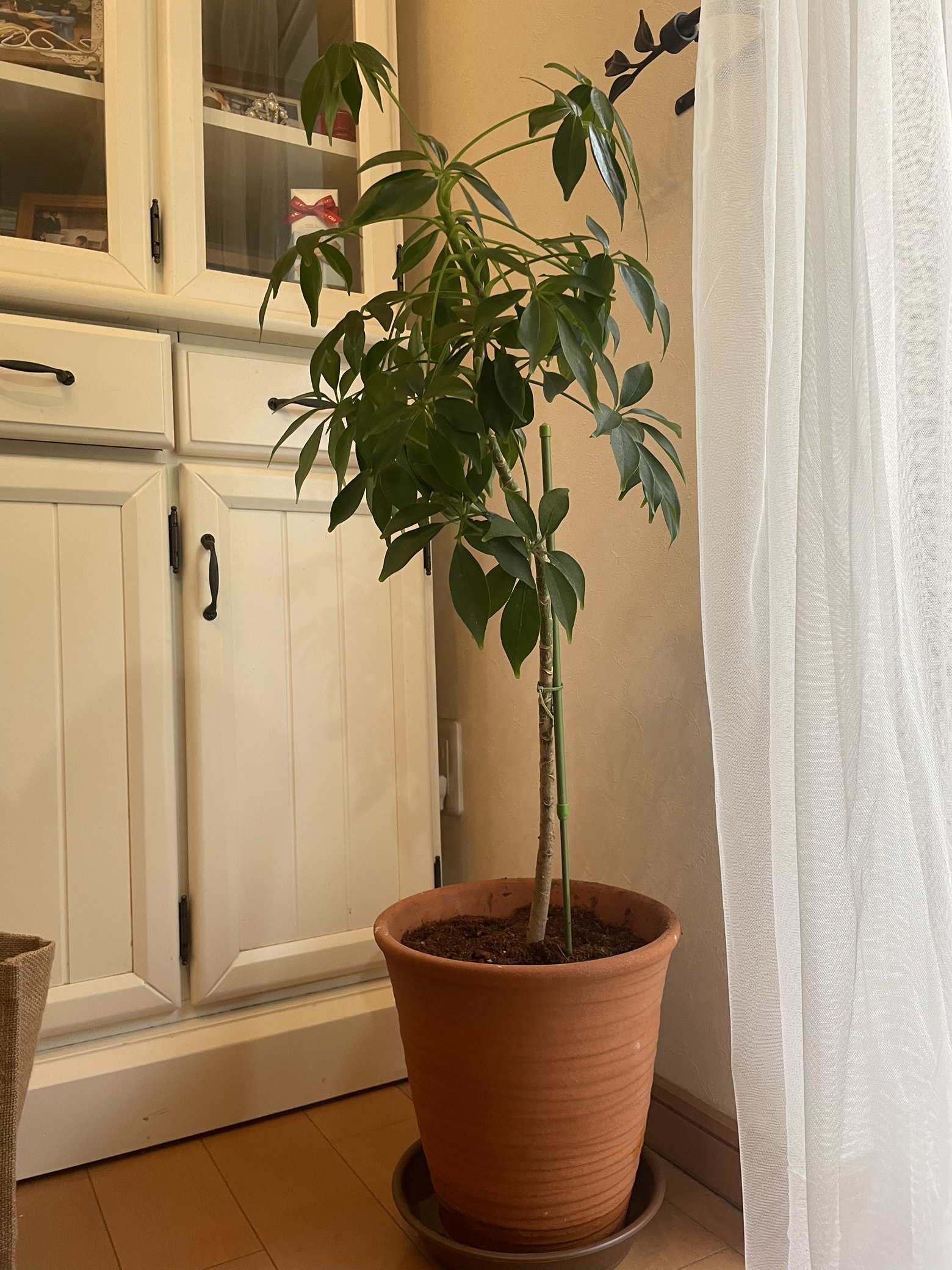 観葉植物 Nicofamiが投稿したフォトブック Lemon8