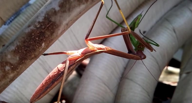 昆虫バトル カマキリを食べる カマキリ