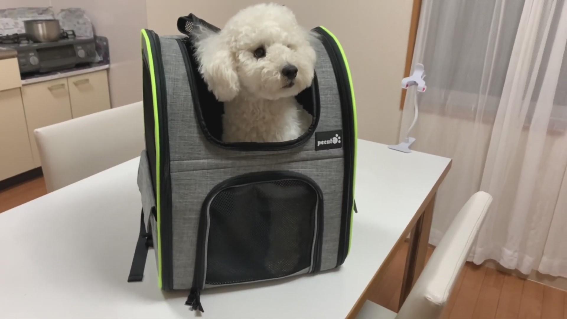 ウーバーイーヌ 犬用リュックを買ったら完全にウーバーイーツだったww トイプードル