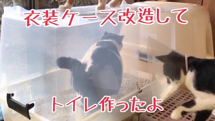 Cute 衣装ケース改造してトイレ作ったら猫に大好評ですw ソラネコさんち Cute 衣装ケース改造してトイレ作ったら猫に大好評ですw ソラネコさんち