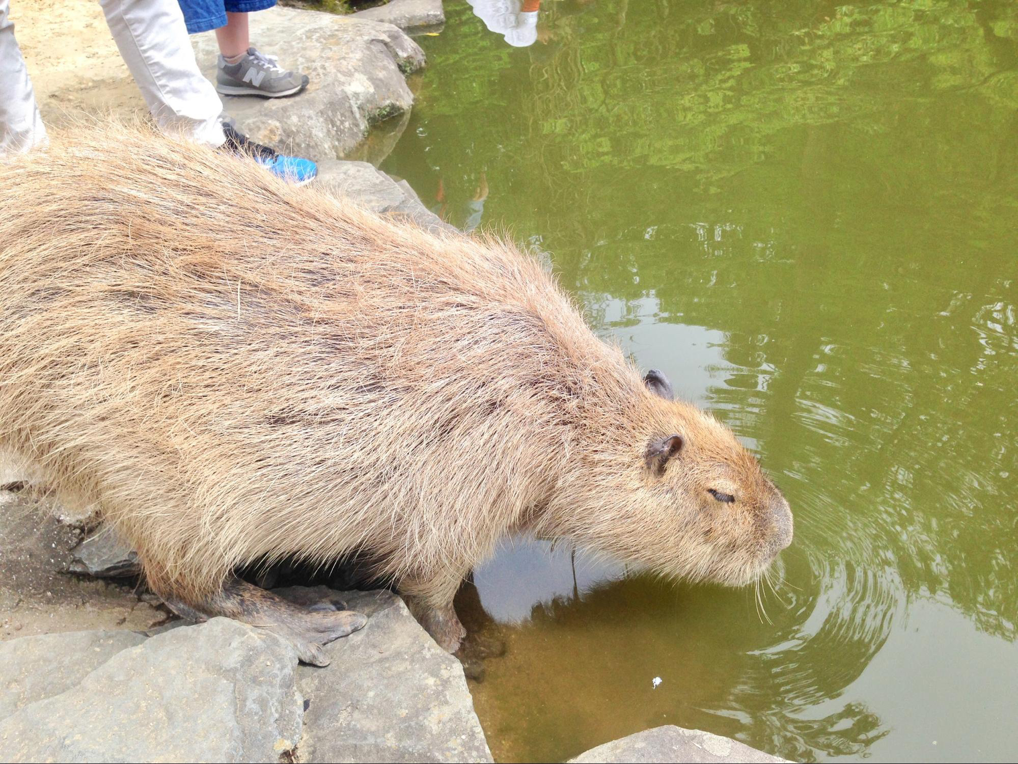 珍しい動物とふれあえる長崎バイオパーク Kitagawaが投稿したフォトブック Sharee