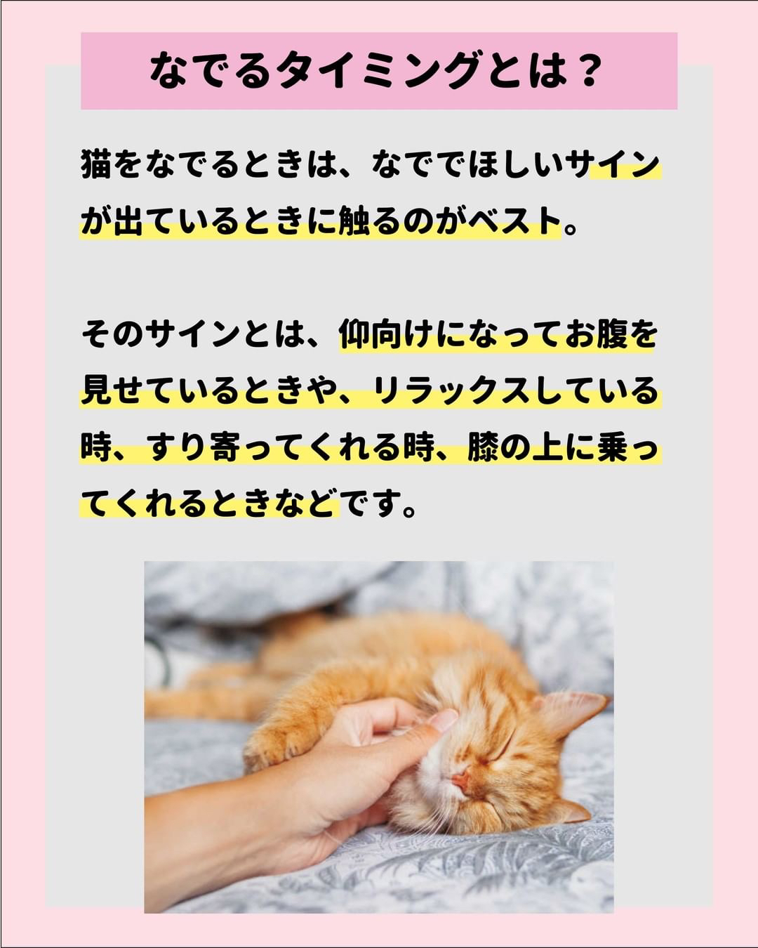 猫が喜ぶ裏技大公開！】  ねこにも_愛猫情報発信中が投稿したフォト 