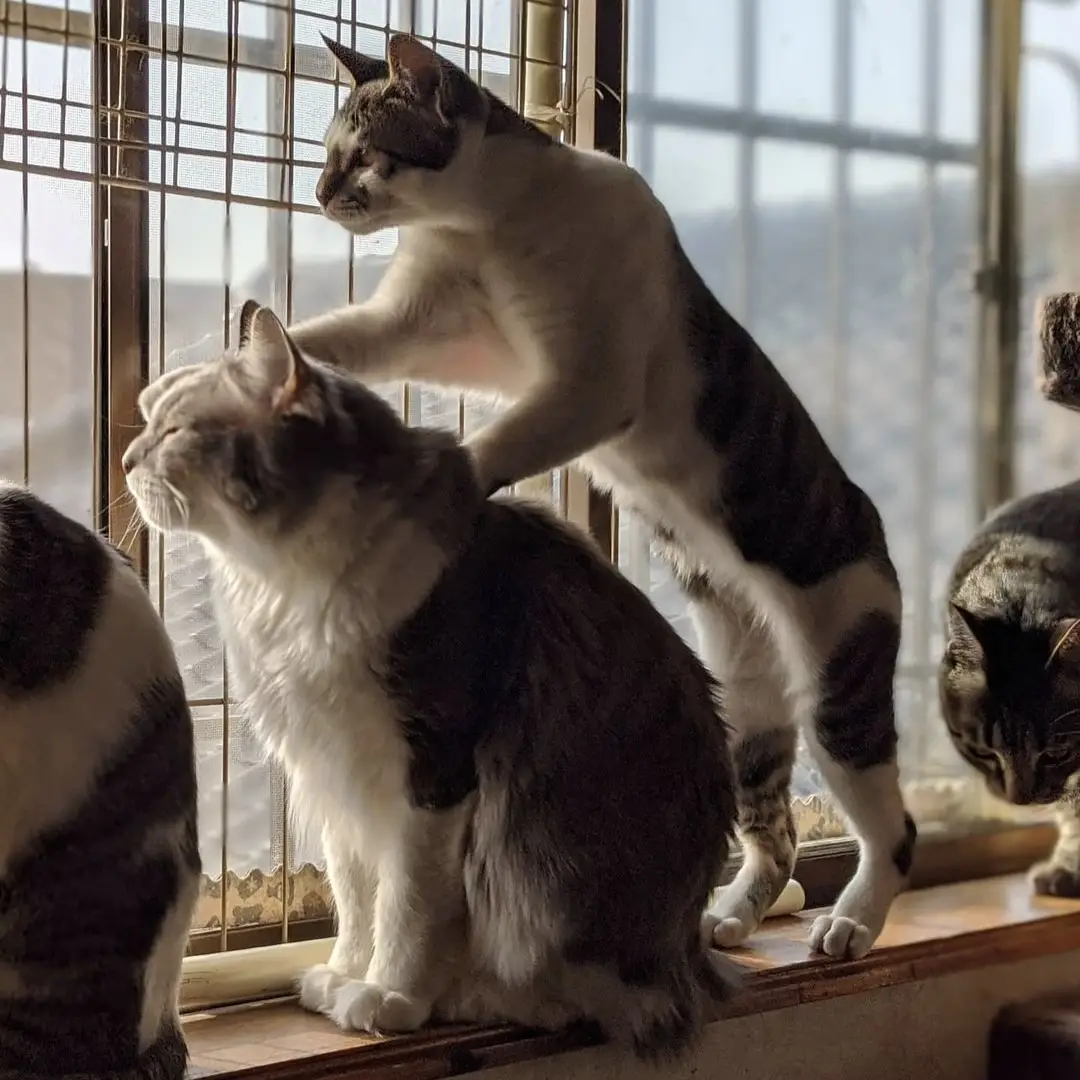 サバ白に関する最新の人気投稿 Lemon8