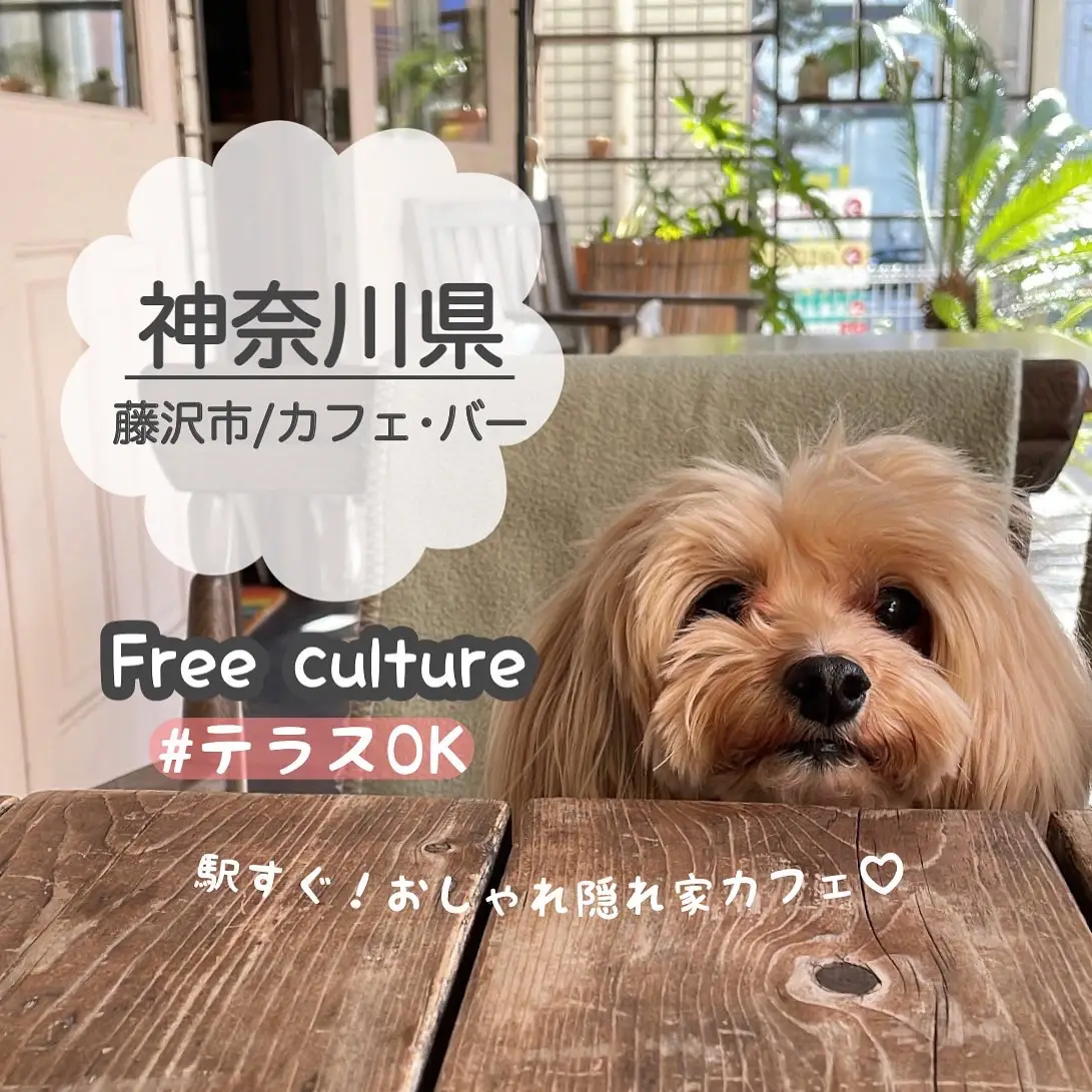 神奈川県 藤沢市 藤沢駅近のお洒落なローカルカフェ マルプーまっしゅが投稿したフォトブック Lemon8