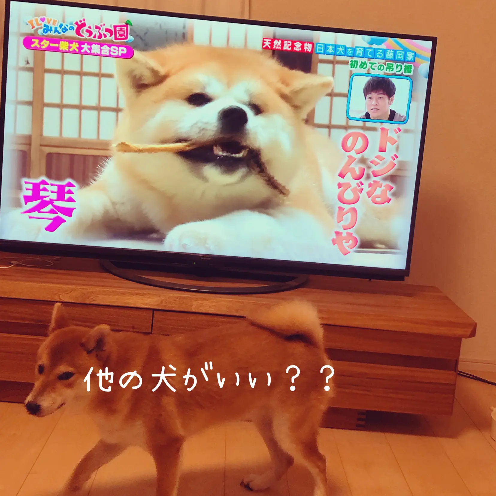 テレビで他の犬を観たら睨む柴犬 Haze Xuが投稿したフォトブック Lemon8