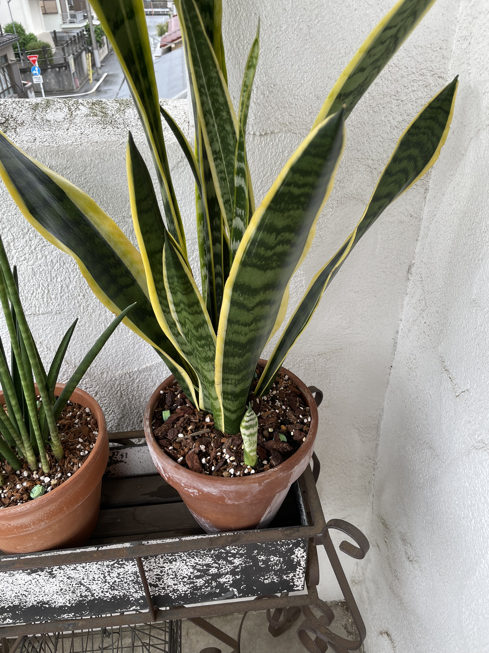 ランナーから新芽 Jnが投稿したフォトブック Lemon8