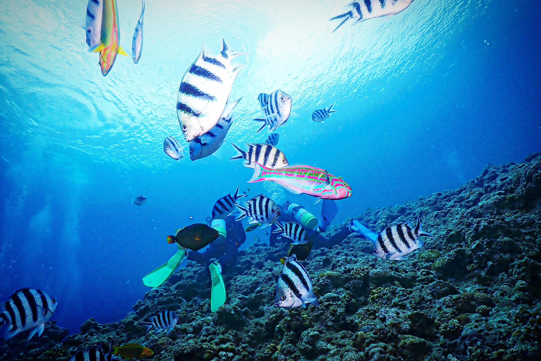 沖縄 夏休みは沖縄旅行でお魚たちとダイビングしちゃいましょう Aloha Okinawaが投稿したフォトブック Sharee