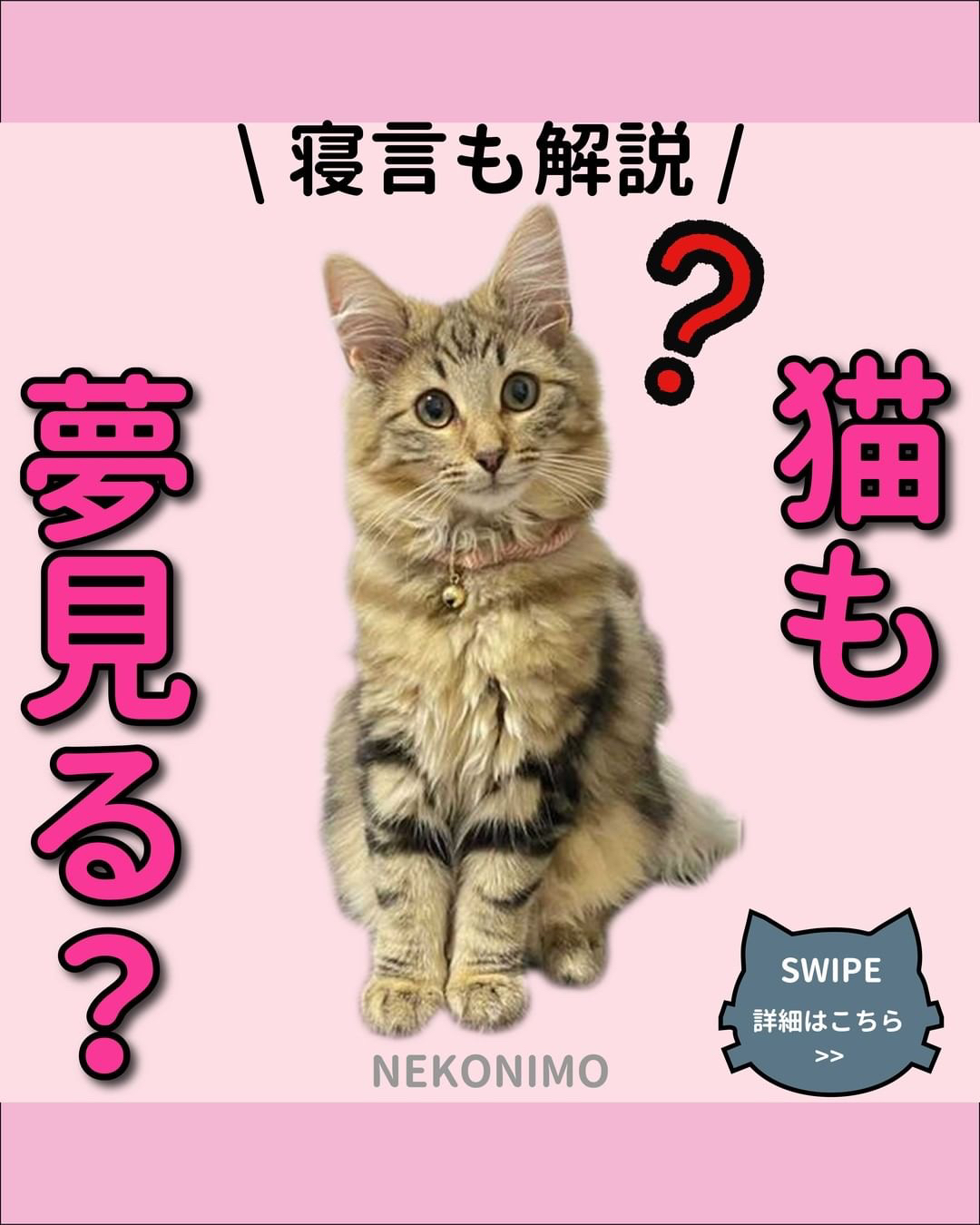 猫が夢見る理由について徹底解説 ねこにも 愛猫情報発信中が投稿したフォトブック Lemon8