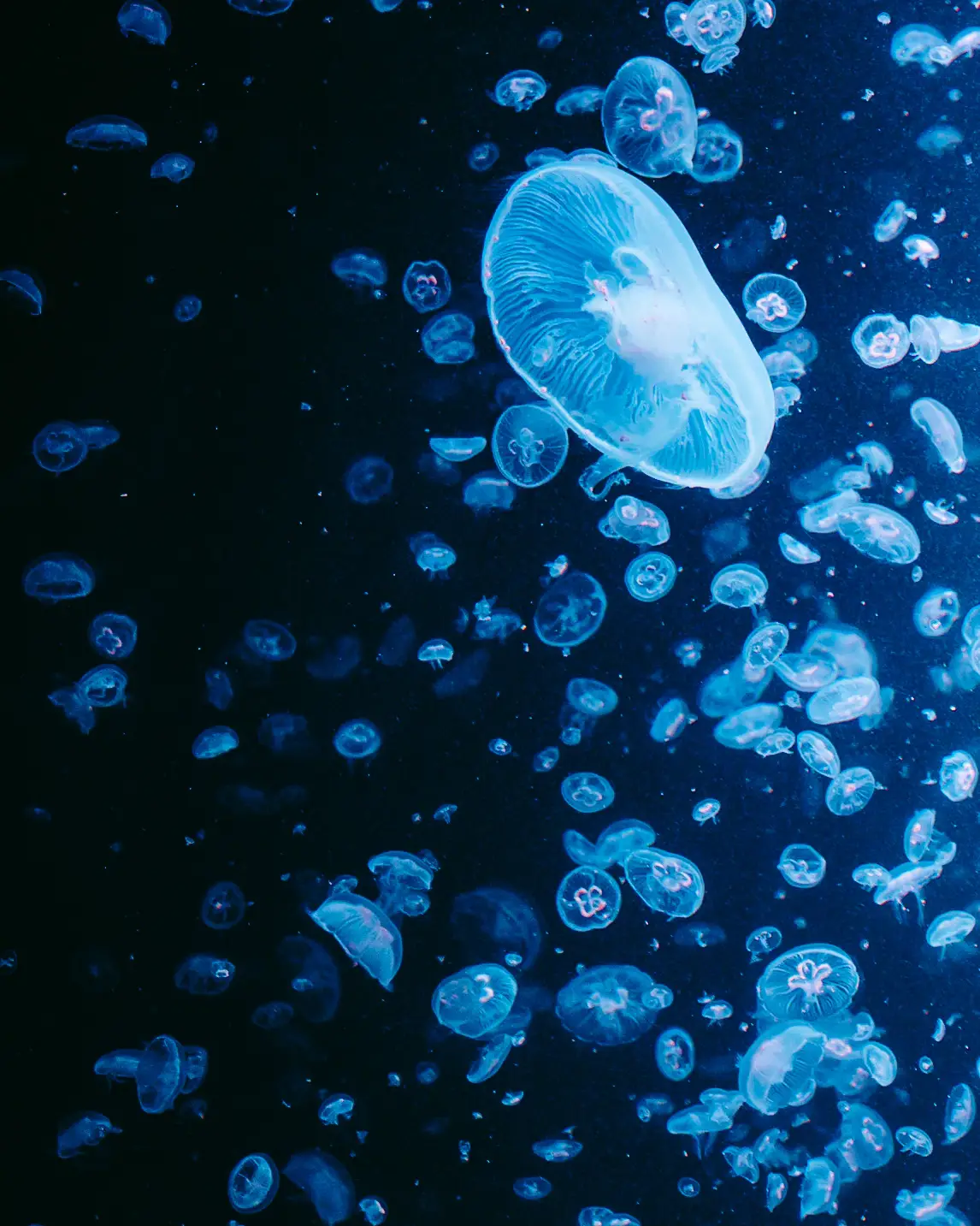 クラゲ水族館 Lemon8 クラゲ水族館 Lemon8