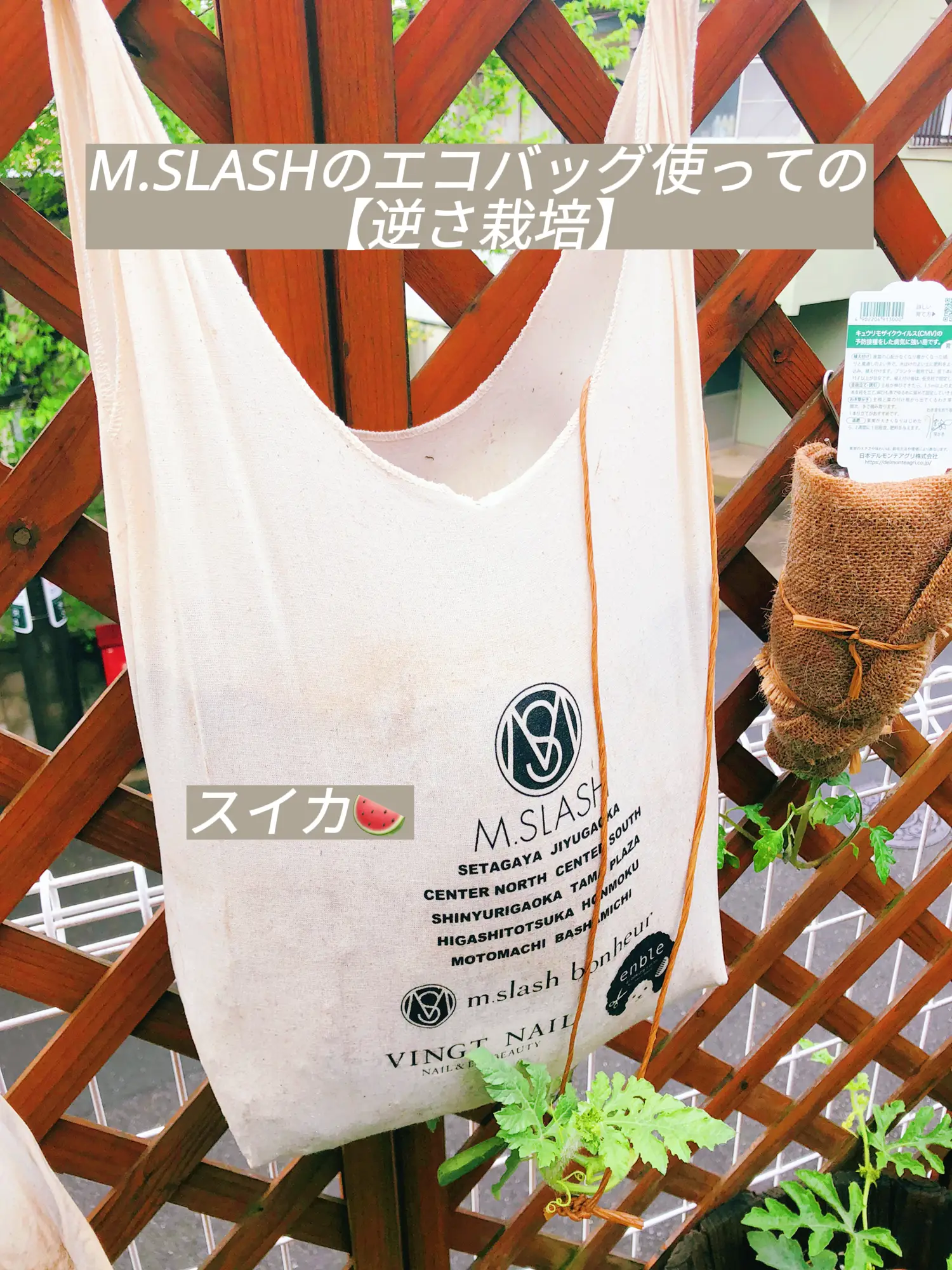 長雨の恩恵 スイカ の成長が目まぐるしい Mr 行ってみよう が投稿したフォトブック Lemon8