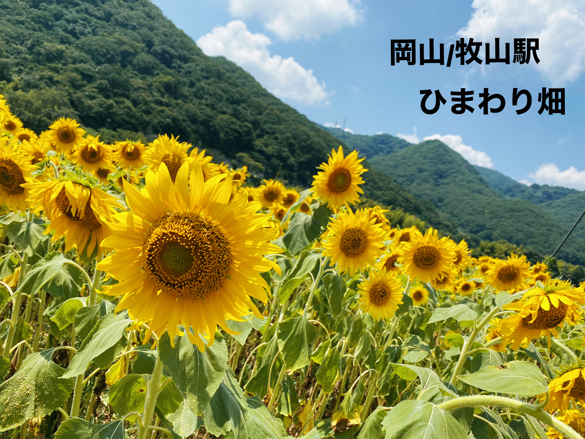 岡山ひまわり畑 Yupi21が投稿したフォトブック Lemon8