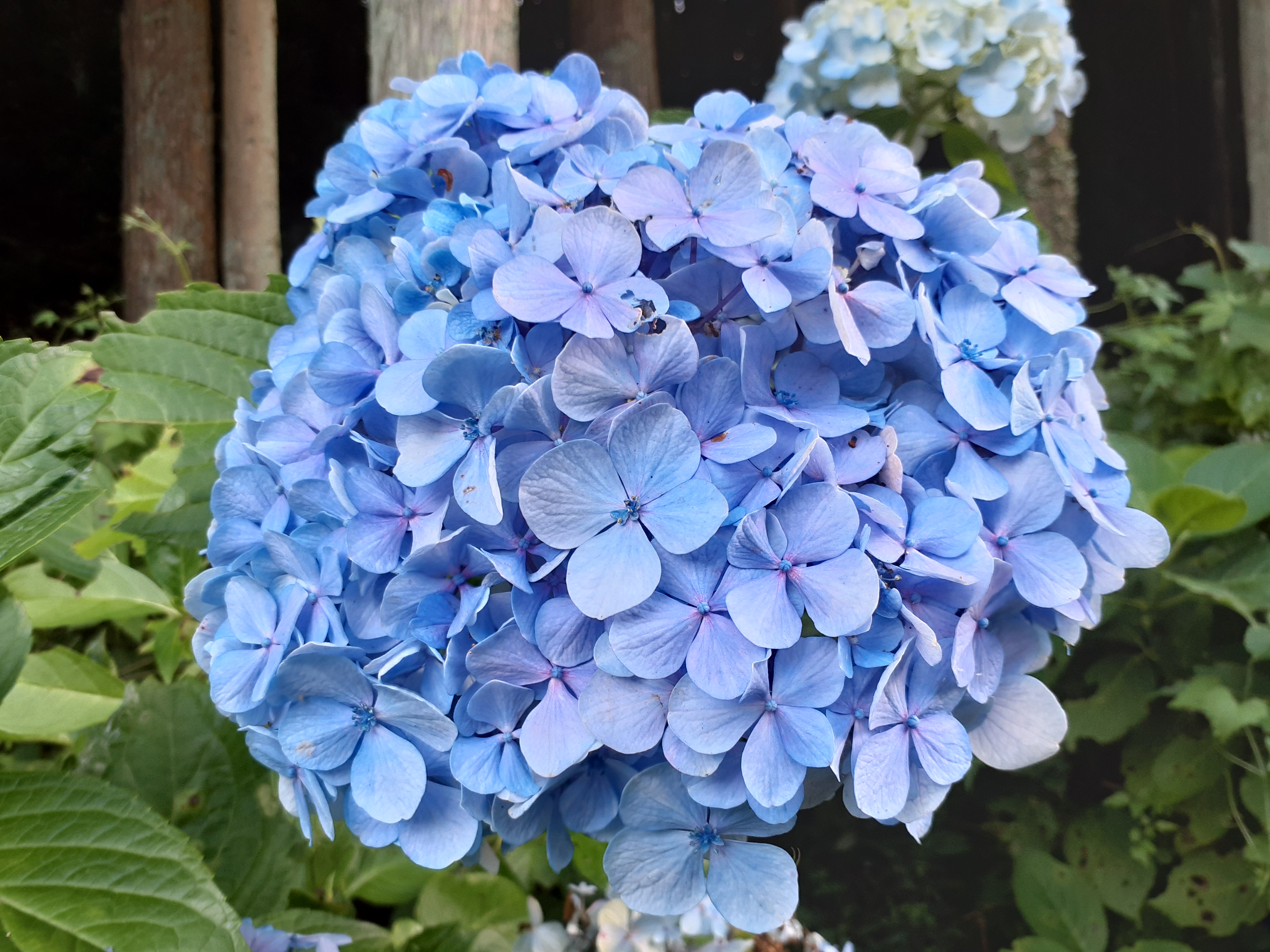 紫陽花の花をアップにしましたよ しんちゃん74が投稿したフォトブック Lemon8