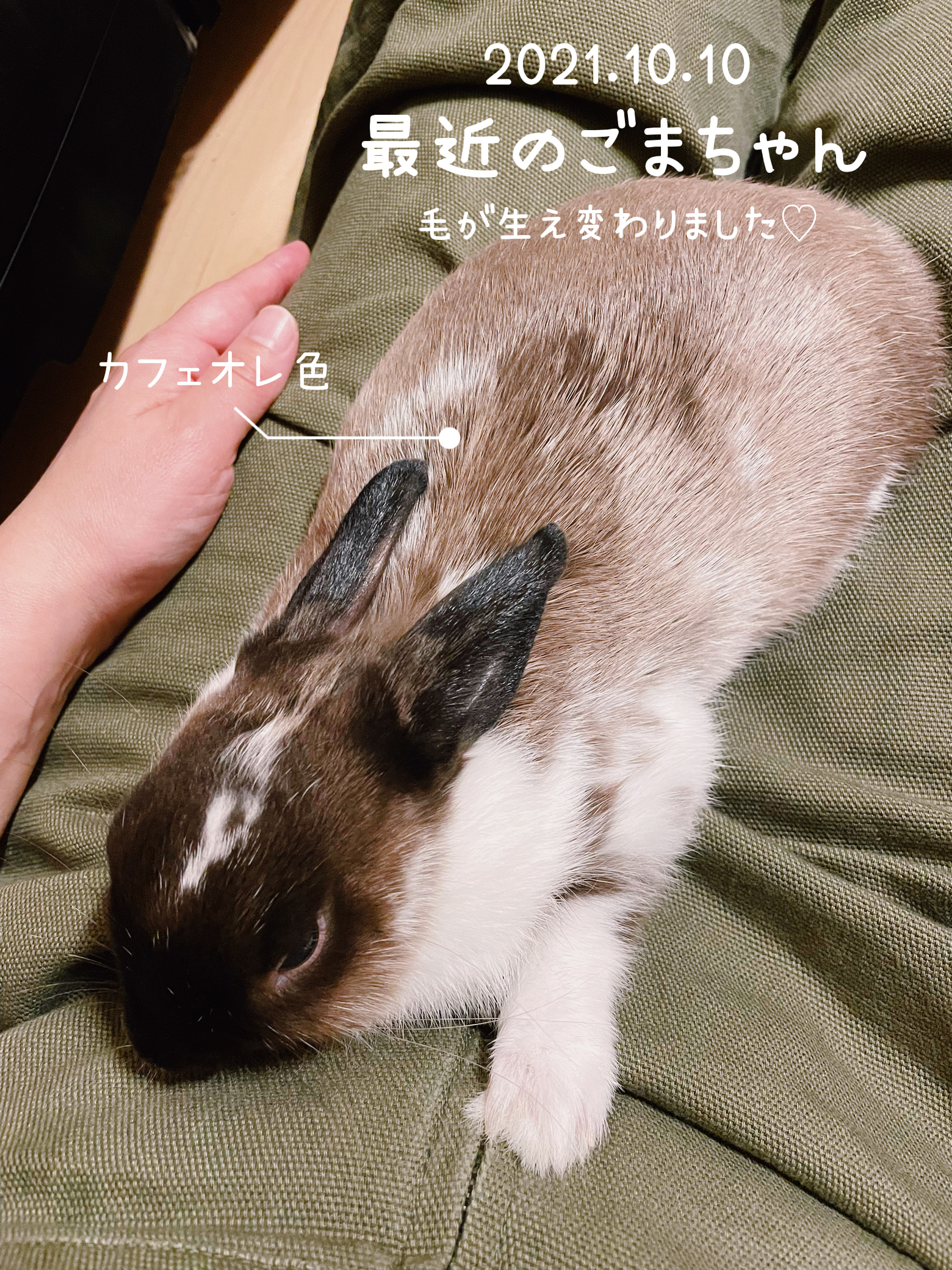 生え変わり You Co が投稿したフォトブック Lemon8
