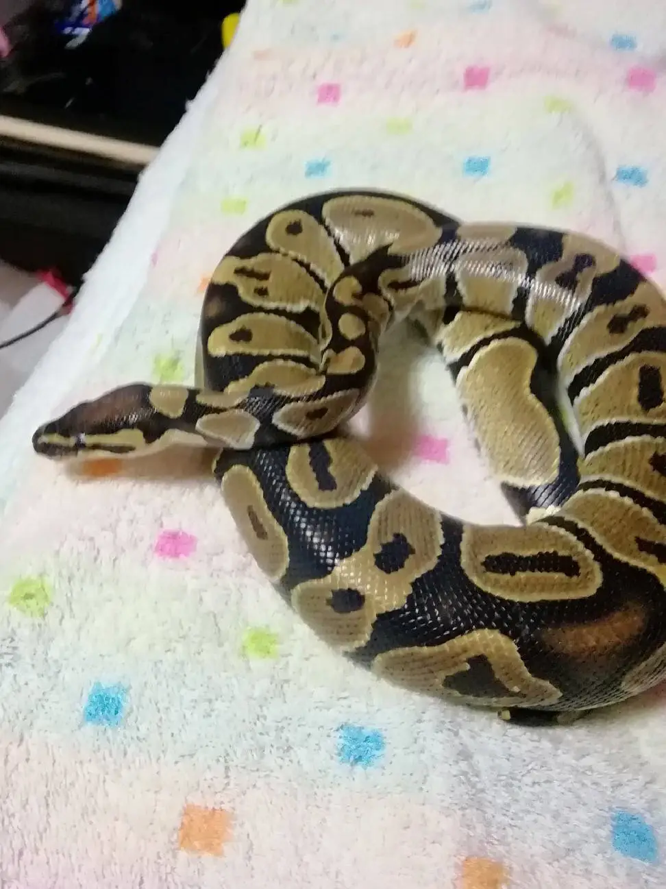 蛇の皮でアクセサリーに関する最新の人気投稿 Lemon8