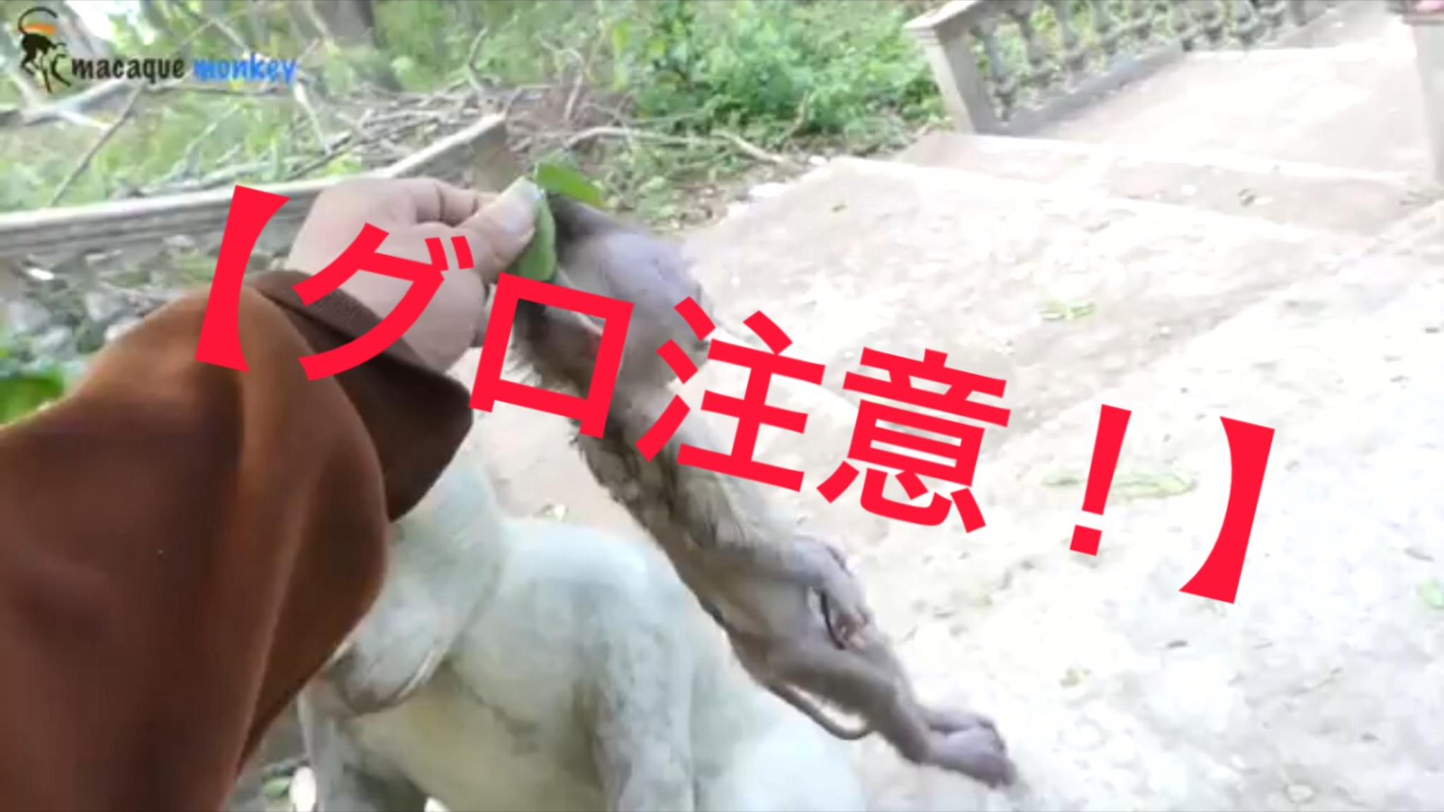 グロ注意 誕生した瞬間に落下 子猿逝く 人の手により母猿の元へ 動物 出産