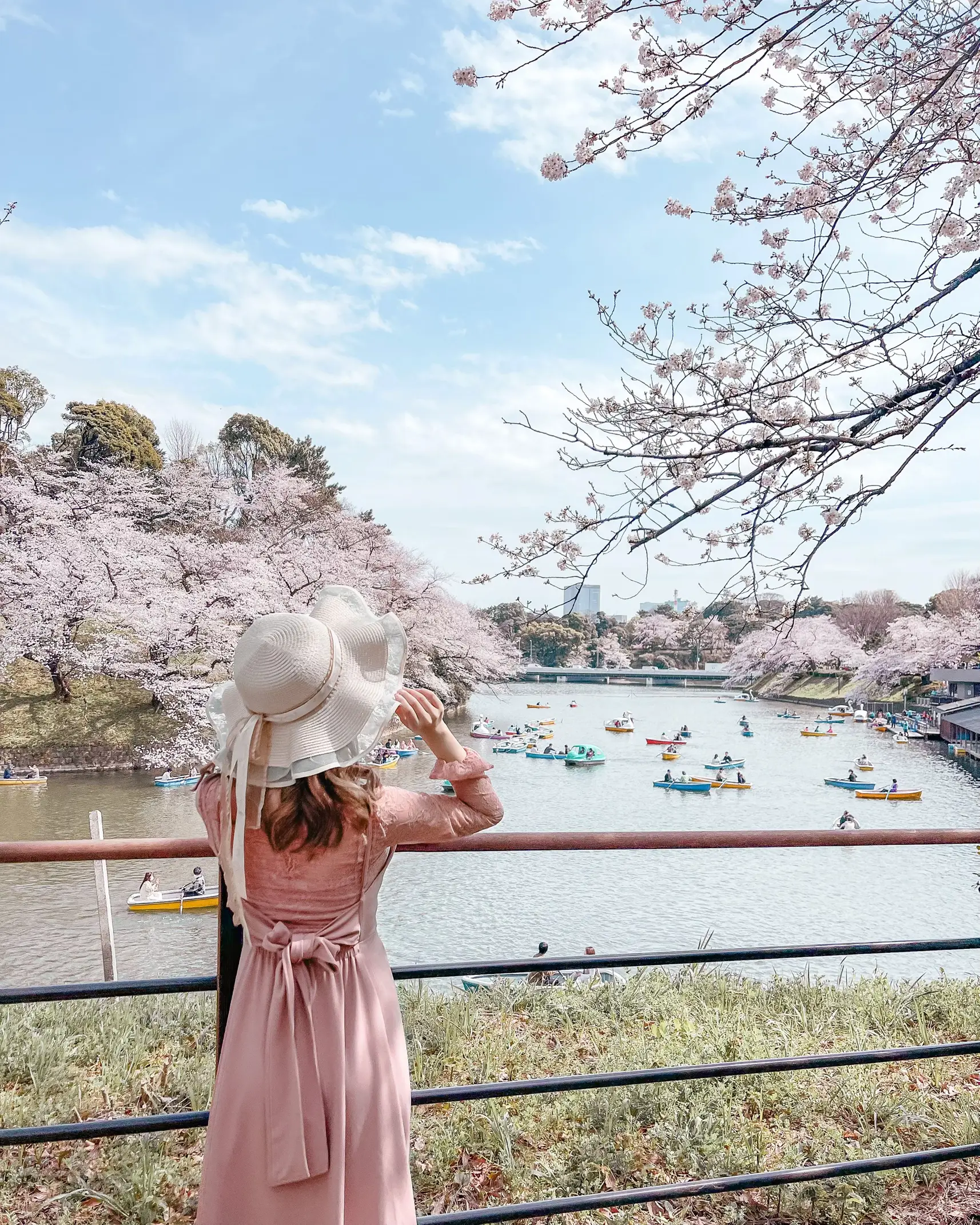 【🌸満開🌸】千鳥ヶ淵の桜が満開になりました！の画像 (1枚目)