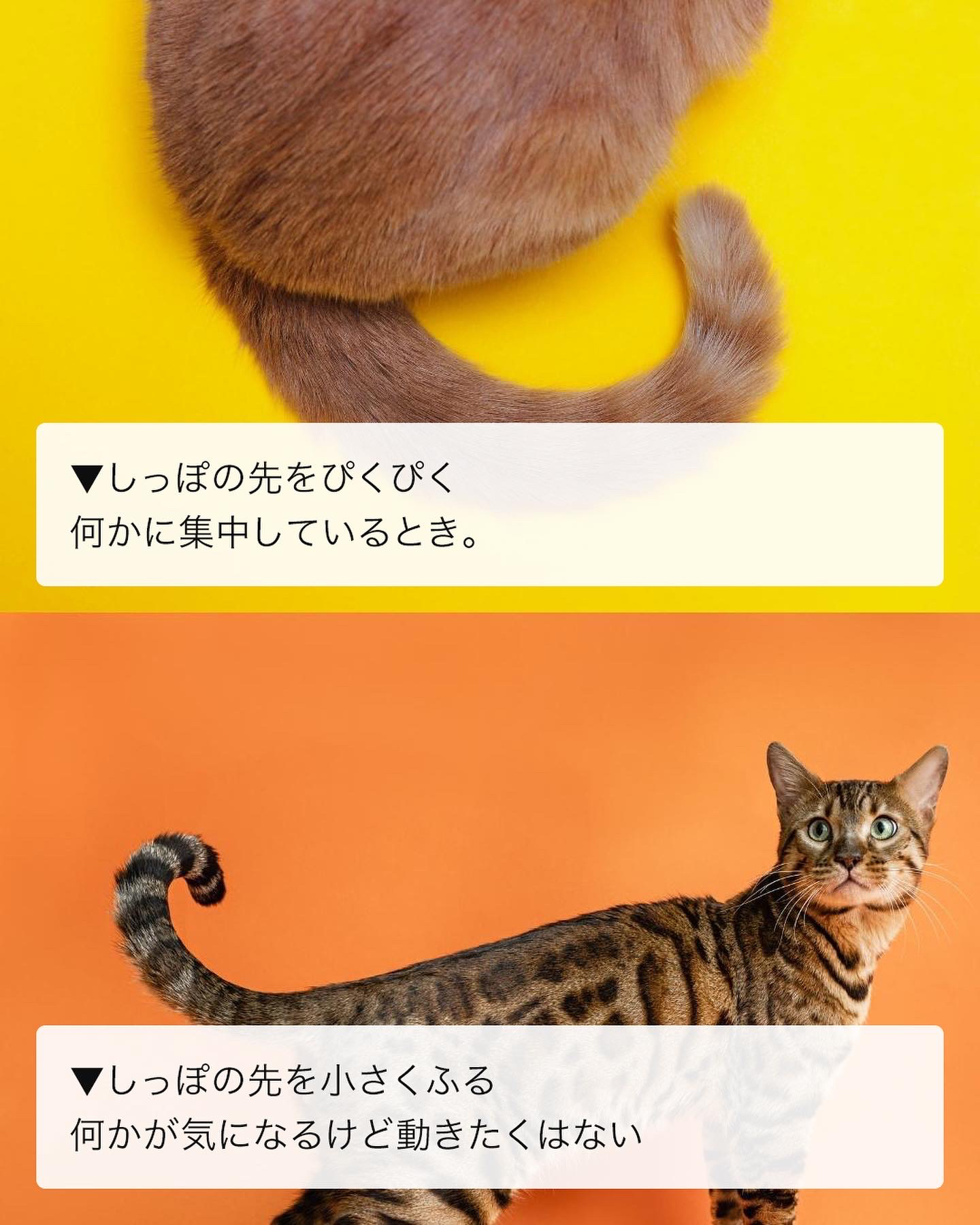 猫語辞典 しっぽ編 ねこぞー 猫のお役立ち情報が投稿したフォトブック Lemon8