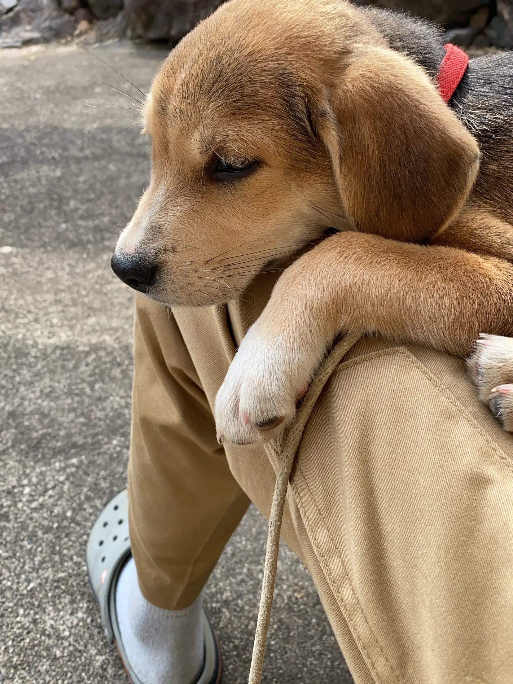 1月5日生まれのラブラドールと柴ビーのミックス犬クロちゃん 小谷浩が投稿したフォトブック Lemon8