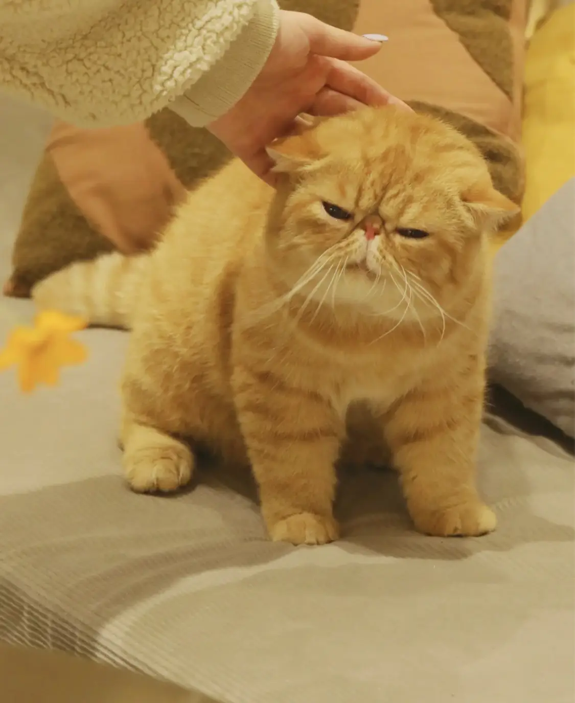 猫派に関する最新の人気投稿 Lemon8