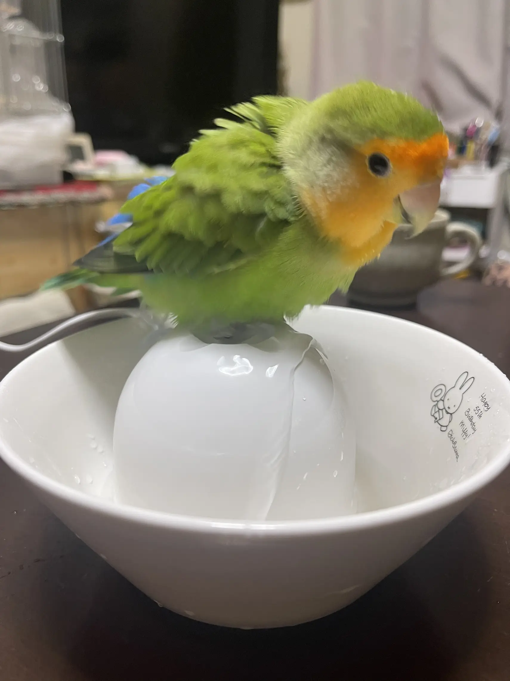 水浴びにハマったサザナミインコのプー インコ三人衆が投稿したフォトブック Lemon8