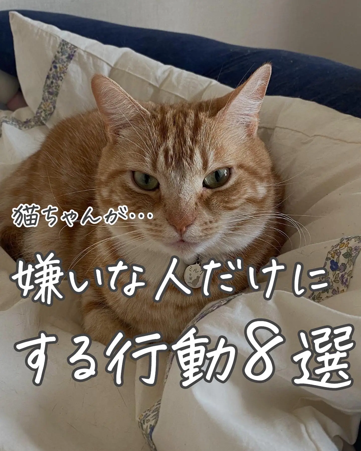 猫のいる生活 Lemon8