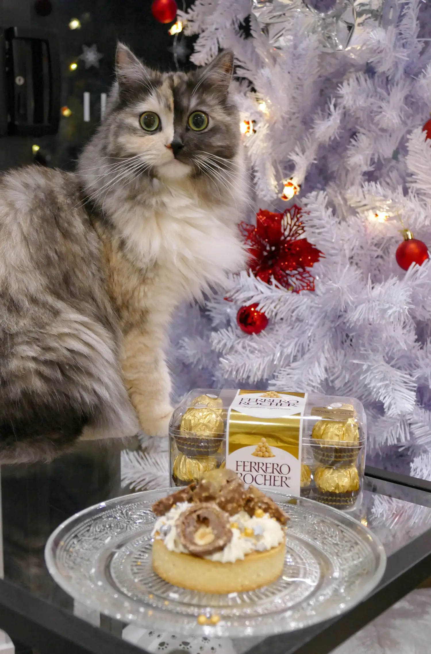 お家で愛猫とホワイトクリスマス Erika Anneが投稿したフォトブック Lemon8